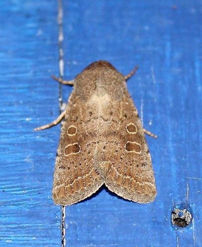 Réf. 244 588 : Hoplodrina sp.